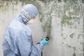 Best Basement Mold Removal in Sherman, TX